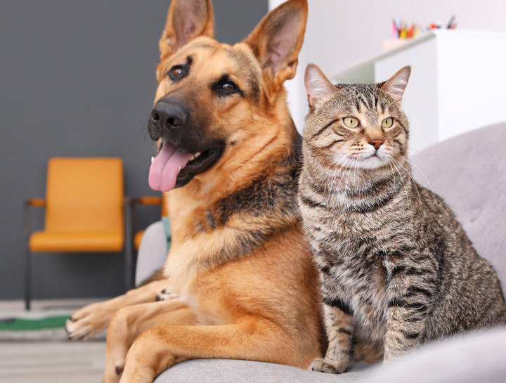New Clients: Save $25 on Your Pet's First Exam